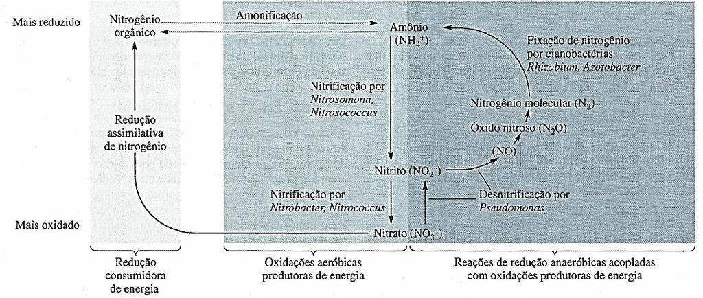 Fixação do N atmosférico e conversão em N orgânico; no