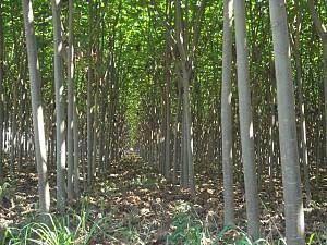 Introdução No mês de setembro, os preços dos produtos florestais in natura, semi-processados e das madeiras nativas apresentaram de forma quase geral estabilidade, com pequenas exceções.