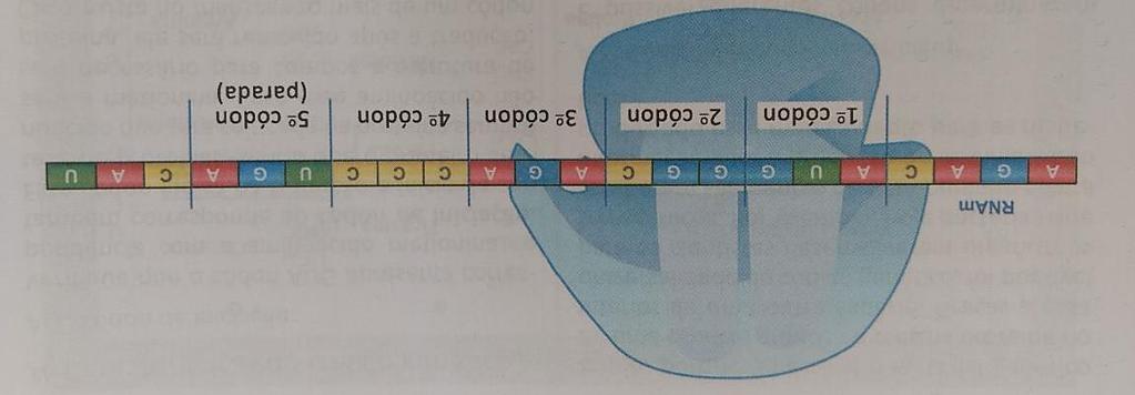 O ribossomo possui dois sítios de ligação (P e A), o que permite abraçar dois códons por vez, sendo o primeiro códon sempre o AUG (códons