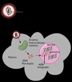Transcrição reversa em Retrovírus Síntese de uma molécula de DNA a partir de uma molécula de RNA; Promovida pela enzima