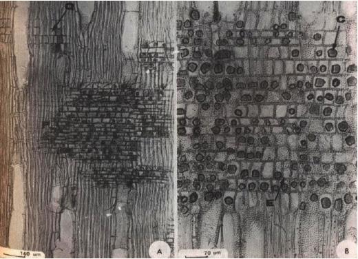 Anatomia da madeira de Mimosa eriocarpa benth. 113 DESCRIÇÃO DA MADEIRA Vasos Muito numerosos (21-31-42/mm/²), ocupando 12,7% da secção transversal da madeira.
