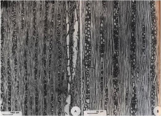 114 Carnieletto, C.; Marchiori, J.N.C. inclusiva, levemente oblíqua. Pontuações raio-vasculares pequenas (3-4,6-6 µm), arredondadas e aparentemente simples.