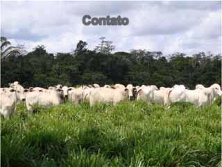 (preservando a segurança alimentar da população) com a preservação ambiental Considerações finais As pastagens (principalmente as plantadas) têm papel fundamental na pecuária brasileira, garantindo