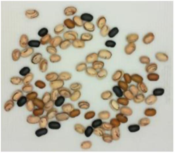 Segmentação de grãos a) c) b) Fig 7.