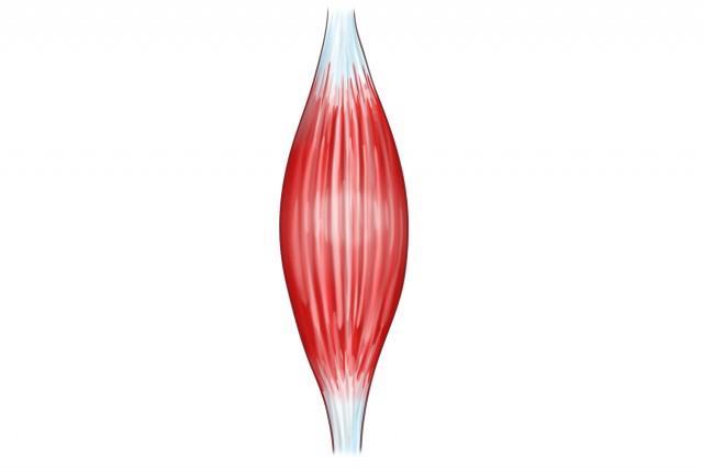 METABOLISMO