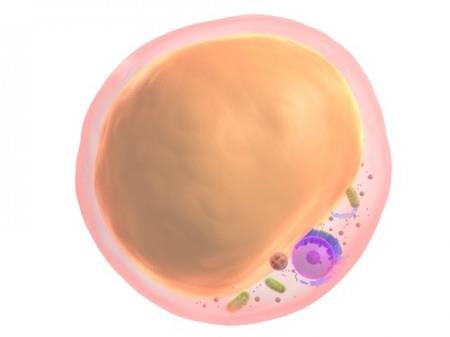 METABOLISMO LIPÍDICO Ativação da lipase hormônio sensível neoglicogênese lipólise glicerol