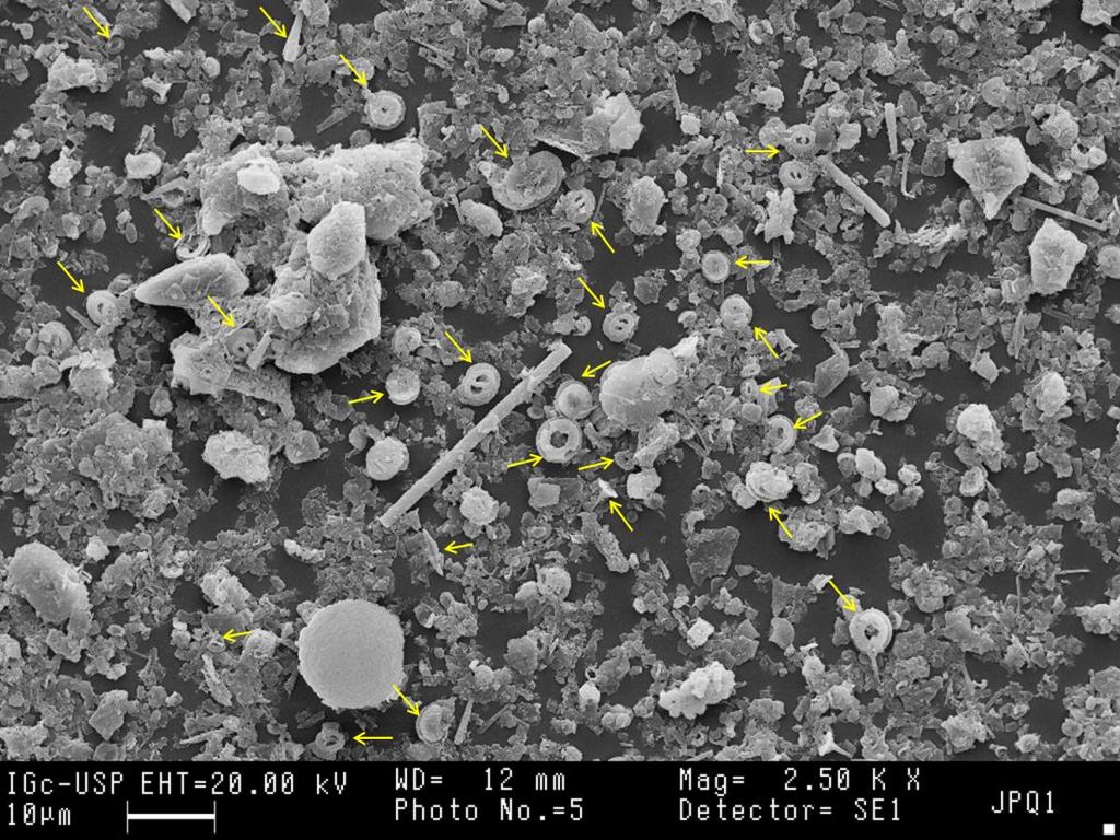 Figura 3: Associação de nanoplâncton calcário da área de estudo (testemunho KF-20, #1382 cm,