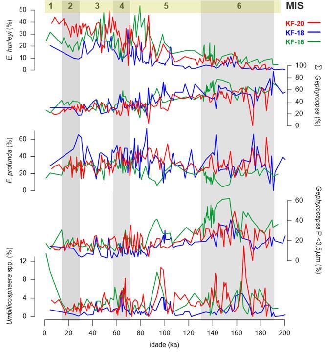 A espécie F. profunda apresentou um padrão mais oscilante, embora uma maior contribuição tenha sido observada no início do MIS 6 (até 170.000 anos) e entre MIS 5c e MIS 4 (~100 60.