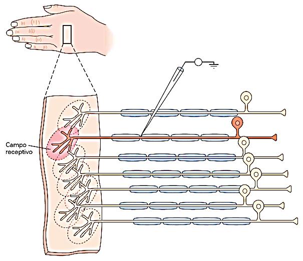 Bases estruturais dos campos receptivos dos receptores táteis O campo receptivo de um neurônio sensorial é o domínio espacial no órgão dos sentidos onde a