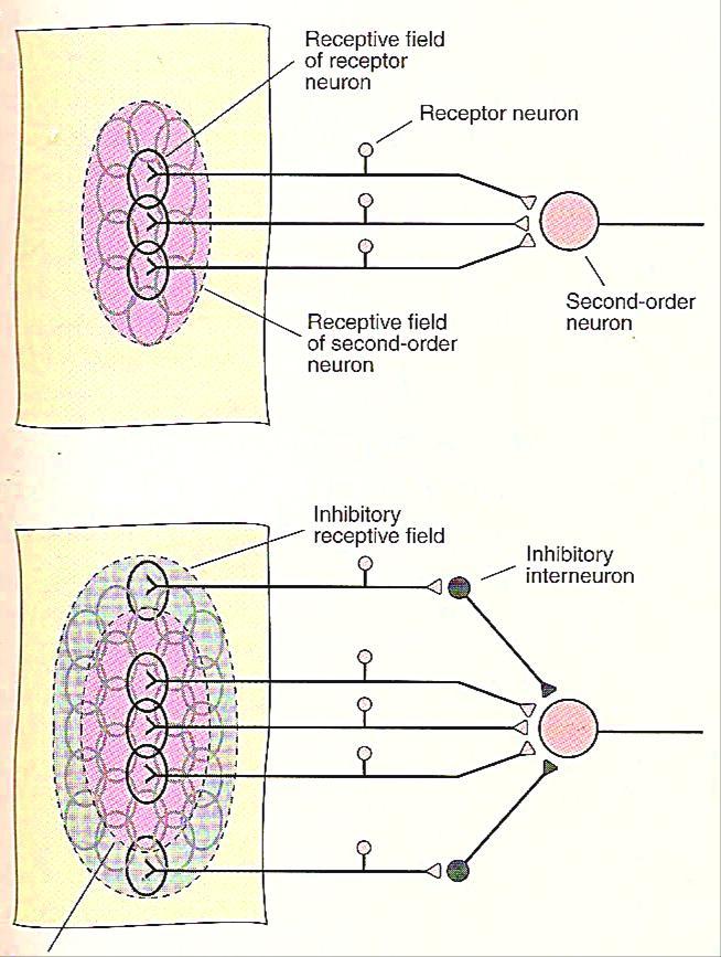 Excitação convergente Campo receptivo de um neurônio sensorial somático: é a região da pele dentro da qual um estímulo tátil evoca uma resposta sensorial neste neurônio ou no seu axônio; Inibição