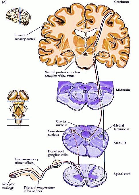 lemnisco medial e via