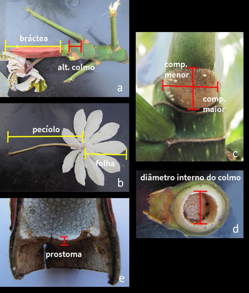 hipótese que quanto mais forte o mutualismo defensivo entre formigas e plantas, maior será a modularidade morfológica entre estruturas vegetais envolvidas e não envolvidas no mutualismo.