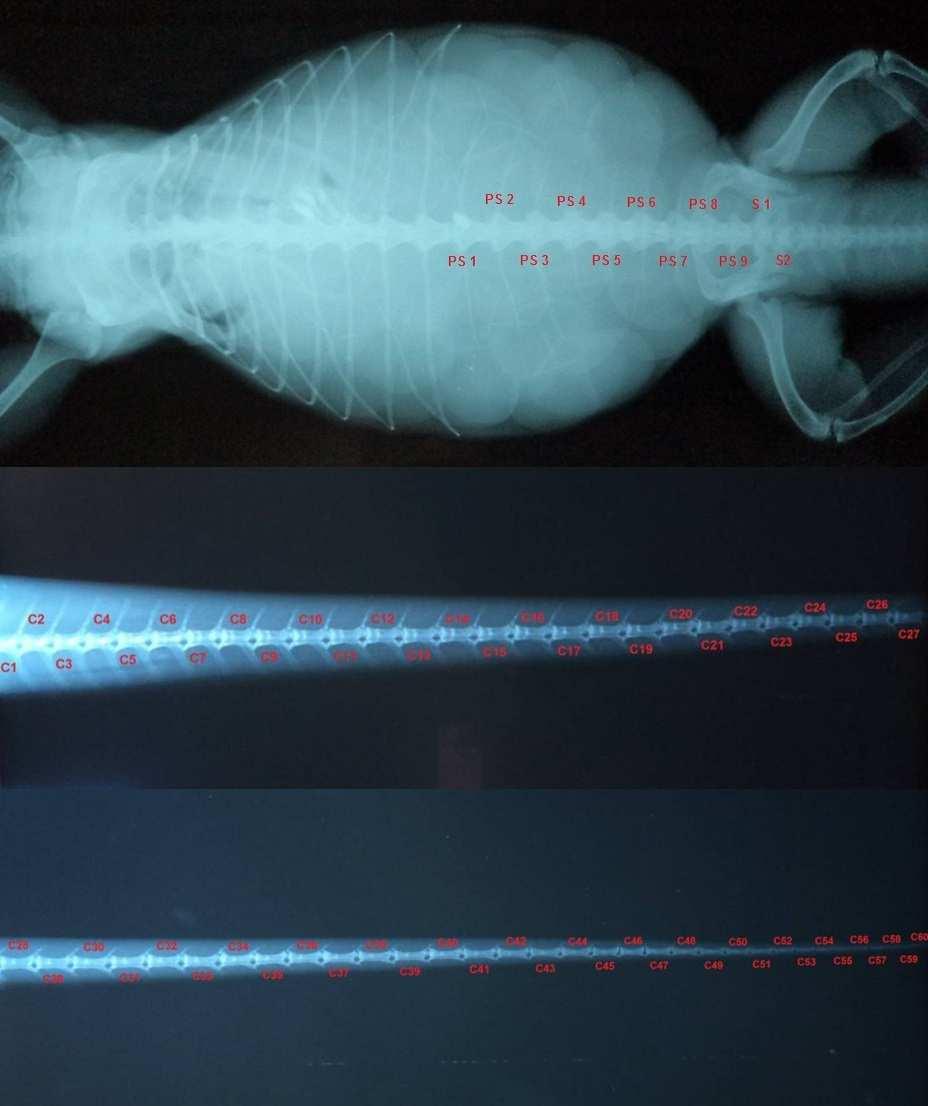 Resultados e Discussão 39 Figura 7 - I. iguana adulto fêmea. Imagem radiográfica em projeção dorso ventral.