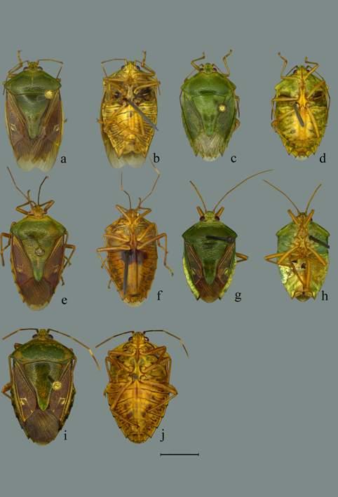 35 FIGURA 04. Grupo rixosa de Edessa. Faces dorsal e ventral. a b: sp. nov. 188.