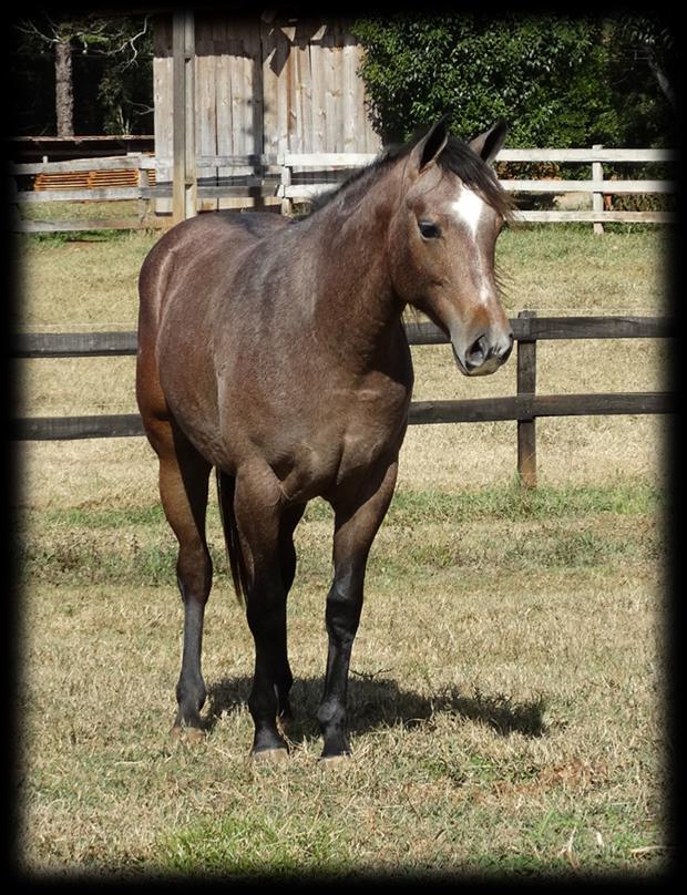 EUROPA PISTOL P244770 (Country Jam X Chip Knip Gray Re PG Billy Gray) Fêmea Tordilha 15/09/2016 Potra