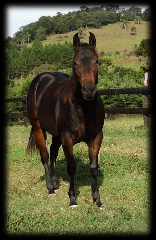 ATENA DUN IT P264238 (Country Jam X Miss Jet Bee Dee River King Dee) Fêmea Zaino 05/10/2016 Linda potra zaina,