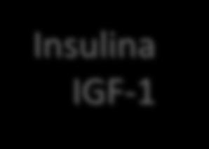 Insulina IGF-1 GH