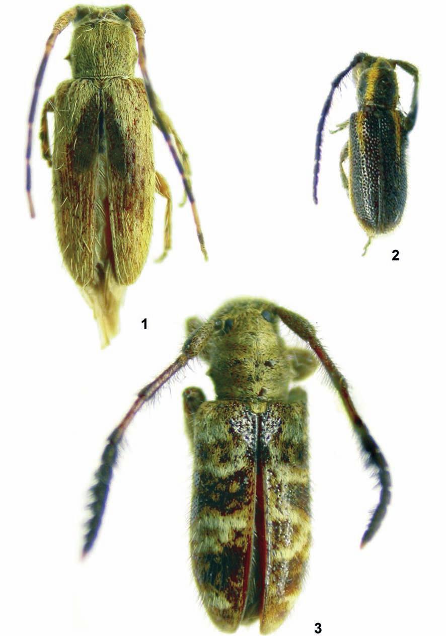 Papéis Avulsos de Zoologia, 49(9), 2009 105 Figuras 1 3: 1. Estola acrensis sp. nov., holótipo fêmea, comprimento 7,4 mm; 2.