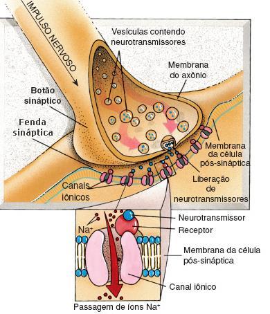 Os neurotransmissores ligamse a proteínas receptoras da membrana da célula vizinha (membrana pós sináptica).