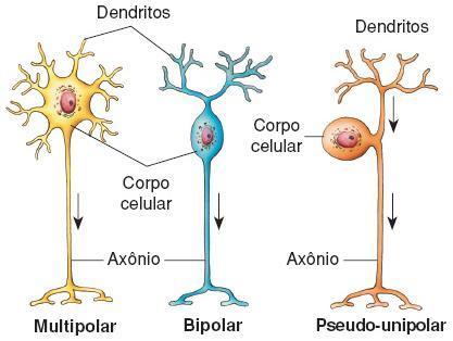 Classificação dos neurônios quanto ao tamanho e forma de seus prolongamentos: a) Neurônios multipolares: possuem mais de dois prolongamentos.