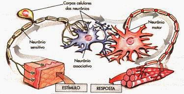 Classificação dos neurônios quanto à sua função a) Neurônio motor (eferente): Conduz o impulso nervoso do sistema nervoso central até o órgão efetuador (glândulas exócrinas, endócrinas e fibras