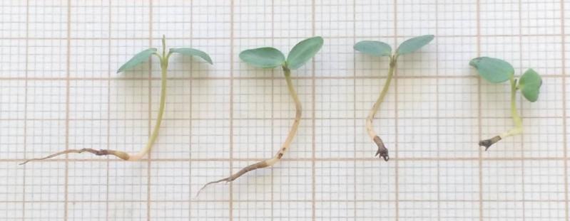 Tabela 1: Porcentagem de germinação (%G) e Índice de velocidade de germinação (IVG) da aroeira-do-sertão (Myracrodruon urundeuva Fr. All.