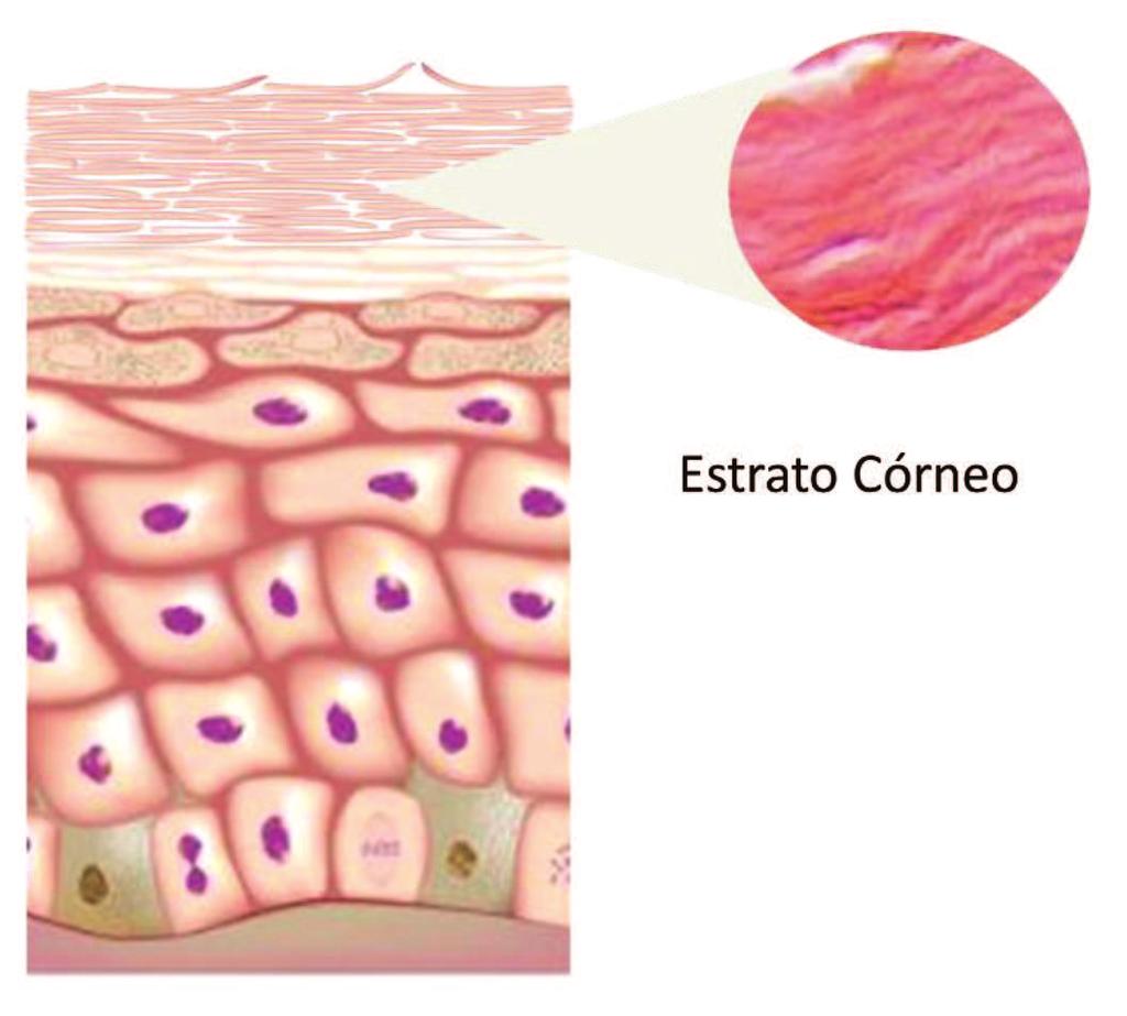 ESTRATO GRANULOSO: é composto por células que contém grânulos de