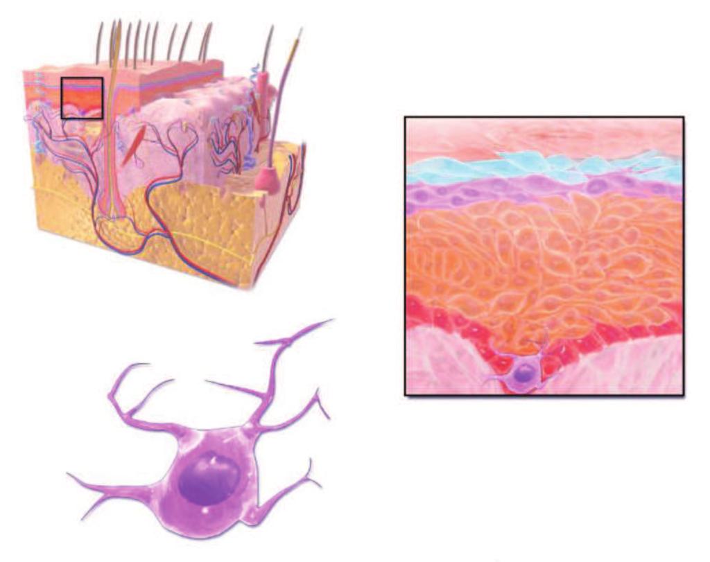 Anatomia e fisiologia da pele 21 MELANÓCITO (epitélio pigmentar retiniano, íris e coroide), ouvidos (estrias vasculares), sistema nervoso central (leptomeninges), matriz dos pelos, mucosas e pele.