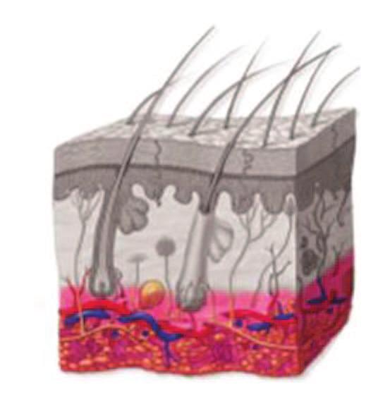 Anatomia e fisiologia da pele 27 GLÂNDULA SUDORÍPARA PELO GLÂNDULA SEBÁCEA FOLÍCULO