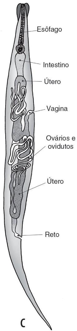 Morfologia Asas cefálicas Vermes adultos Asas cefálicas Asas cefálicas Machos Macho Menores (~5 mm) Cauda recurvada Com um espículo Morrem após a cópula São eliminados (fezes)