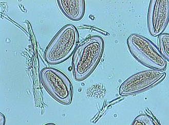 Morfologia larva Ovos Formato de um D Um lado achatado e