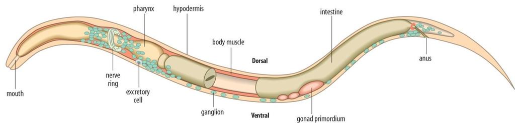 Nematódeos Filo Nematoda Vermes cilíndricos e não segmentados Dimorfismo sexual (maioria) Sistema digestório (boca e ânus) Tamanho variado (1mm até > 1m) 50 espécies parasitam o homem Formas de vida: