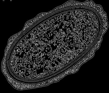 Morfologia Ovos Ovais (50 x 60 µm) Cor