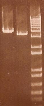 A B C D E F Figura 23- Análise em gel de agarose 1 % dos fragmentos de PCR, onde A) Fragmento obtido da combinação dos oligonucleotideos 1FO - 4180re com tamanho de 4180 pb.