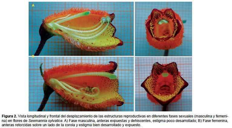 Dicogamia