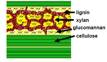 Um modelo para o arranjo da ultraestrutura dos polímeros da madeira na parede celular secundária foi proposto por Salmen e Olsson (1998), como apresentado na Figura 3.