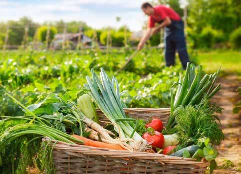 É POSSÍVEL PRODUZIR SEM AGROTÓXICOS! Em Aratiba está em funcionamento o Programa de Incentivo à Produção de Alimentos Orgânicos.