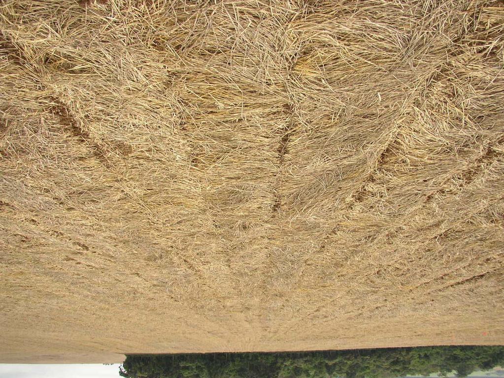 Decomposição da palhada de aveia preta + resíduos anteriores durante o ciclo de desenvolvimento do milho na safra 2003-04 (Piraí do Sul-PR) 10000 8000 6000 Ventania-PR 29,95 kg