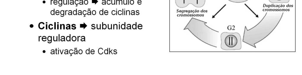 A fosforilação funciona como um interruptor para a atividade enzimática e as quinases são os responsáveis por ligar e/ou desligar este interruptor, de modo a permitir o retorno ao nível anterior de