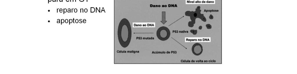 A fase G1 possui um ponto de checagem, G1/S, controlado pela via do prb (proteína do retinoblastoma). Uma vez que a célula passe este ponto, ela é compelida a replicar seu DNA.