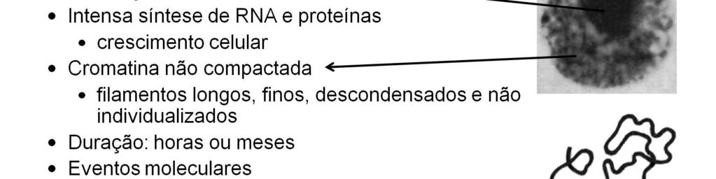 pré-sintético).