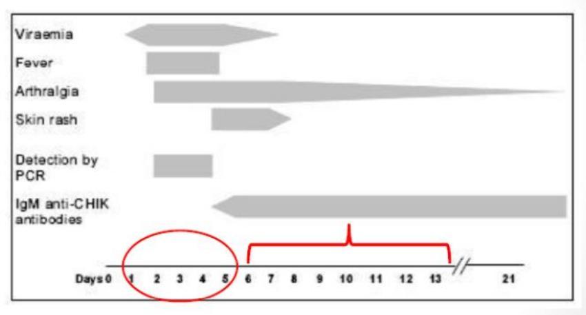 Febre CHIKV: curso da