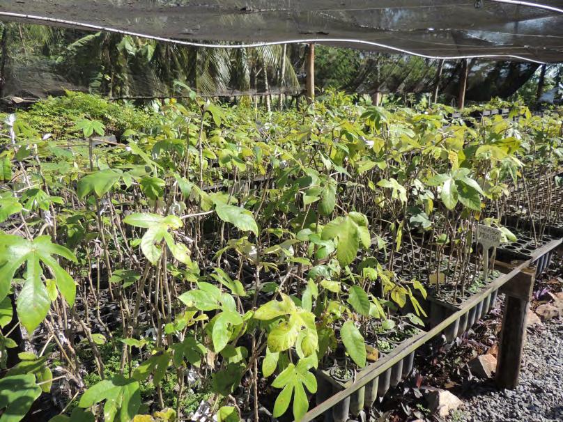 Assim, durante última vistoria anual realizada na Fazenda Estância Mimosa, feita nos meses de junho e julho de 2013, identificou-se um total de 75 mudas mortas na área em