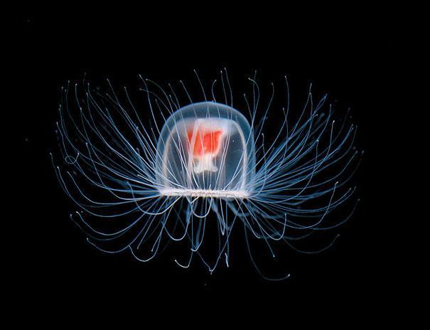 Turritopsis