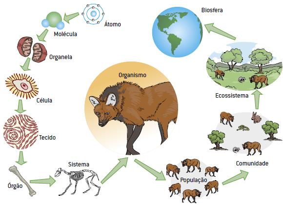 Outros níveis de organização: ECOLOGIA Espécie: organismos com características semelhantes (físicas e