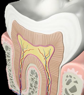 Slide 46 HOSPEDEIRO/RESISTÊNCIA DOS DENTES Selantes Áreas de cicatrículas e fissuras:.