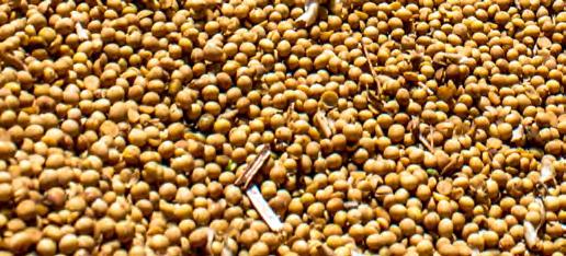 É sim possível ter sementes de boa qualidade obtidas na safra regular e guardadas até a próxima época de semeadura semente é um insumo fundamental para a produção agrícola.