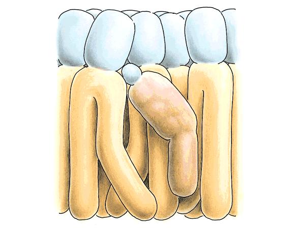 Fluidez da membrana depende: Composição lipídica Conteúdo de colesterol Colesterol principal determinante da fluidez da membrana