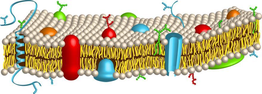 Proteínas de membrana Integrais Glicoproteína