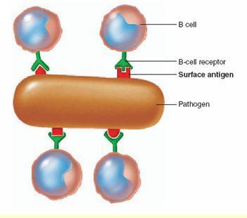 Ponto de reconhecimento imunológico Receptores na célula B reconhecem